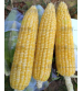 Sweet Corn F1 Shining Star 50 grams